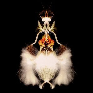 Bola / Fyuti